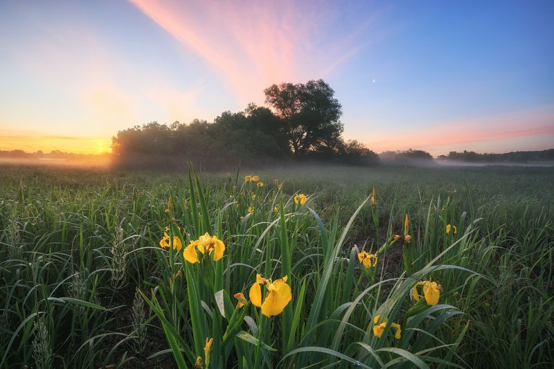 2022, россия, калужская область, лето, цветы, утро, туман, деревья, луна, облака *** фото превью
