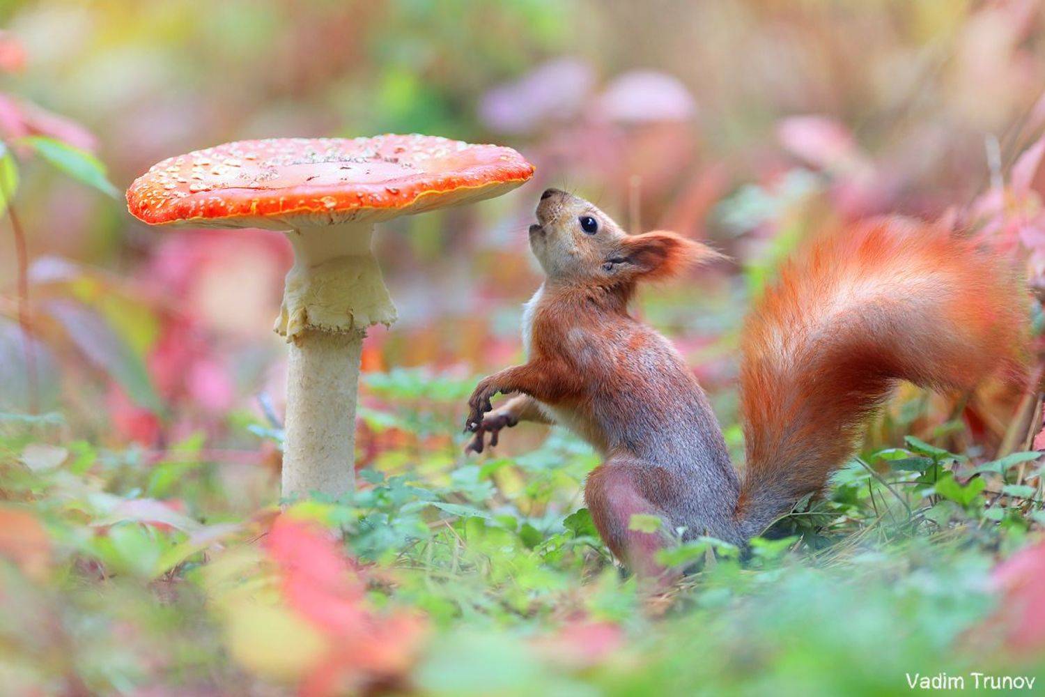 , Вадим Трунов