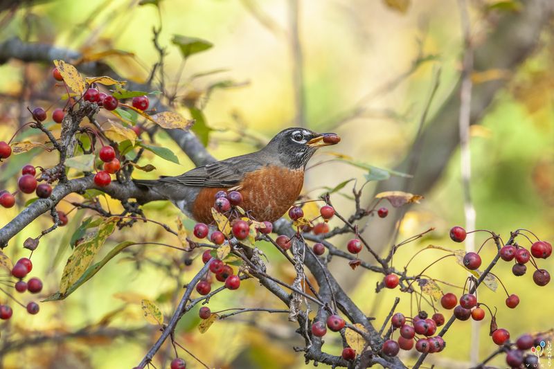 Robin фото превью