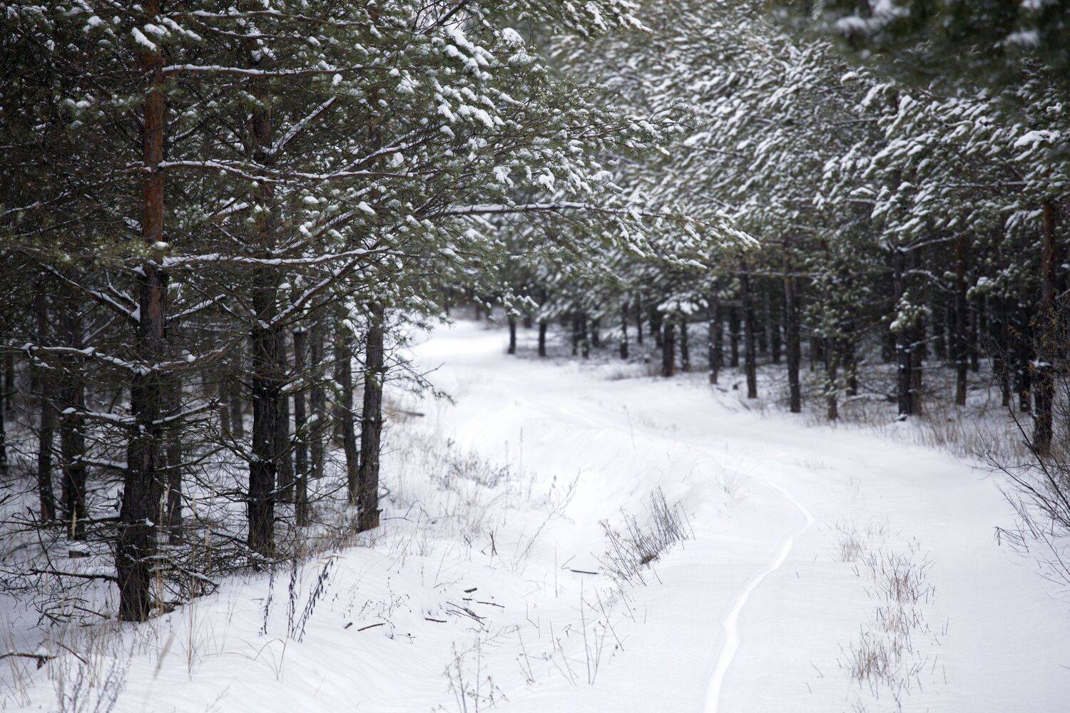 тропинка ноябрь снег лес осень тропинкавлесу, Елена Колосова