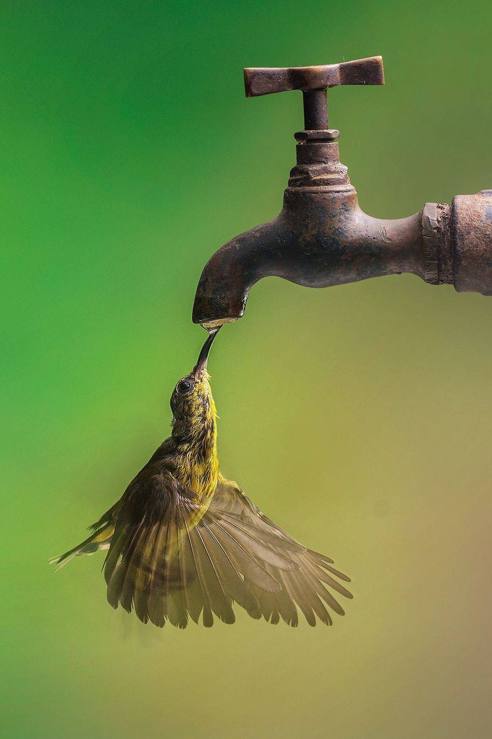 Sunbird , Budi Gunawan