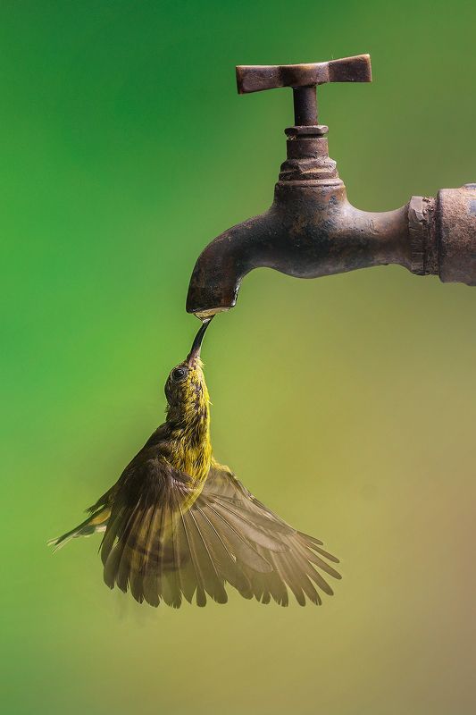 Sunbird  Thirsty  фото превью