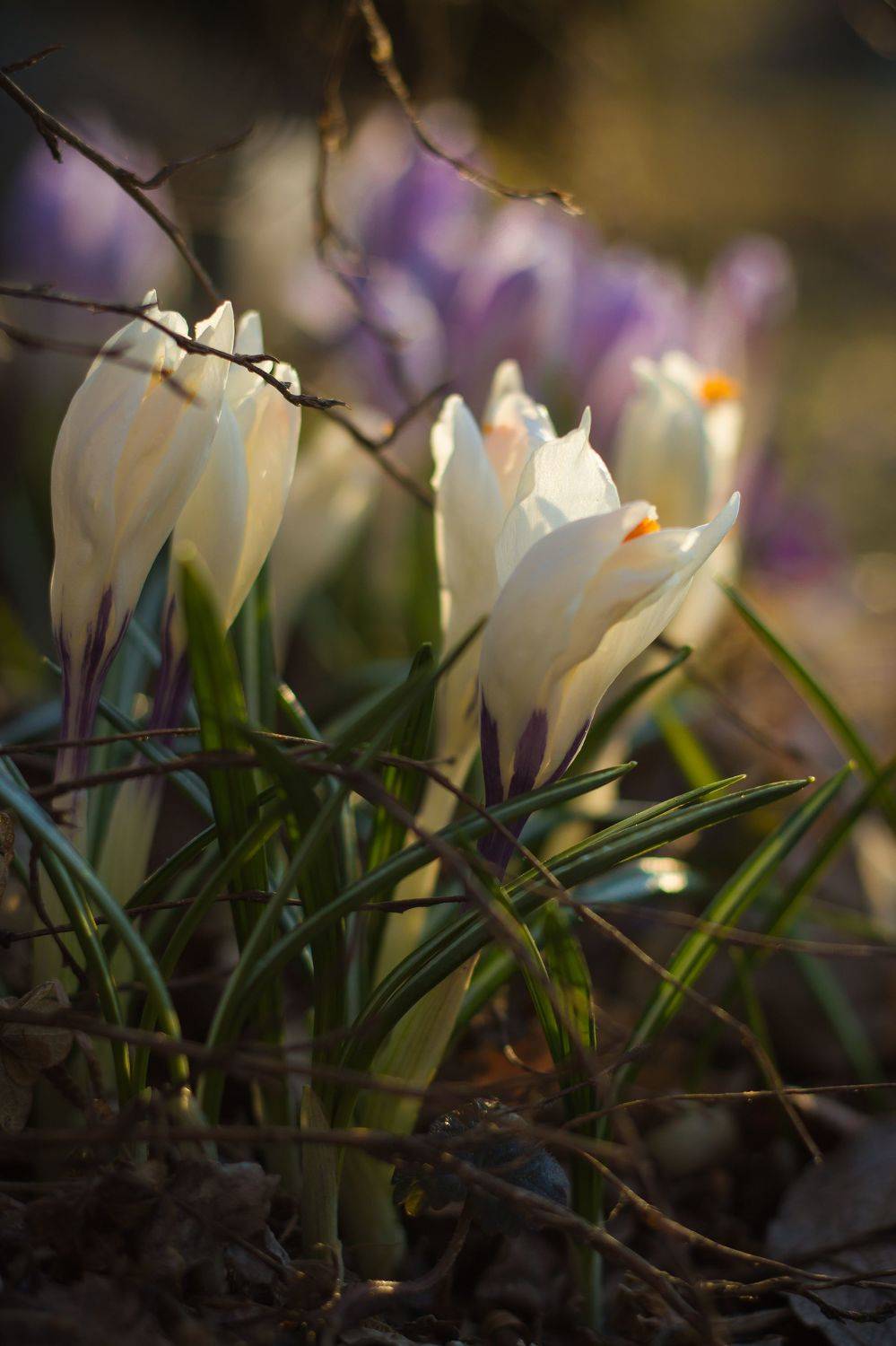 крокусы, подснежники, весна, цветы, Elena Hvojnova