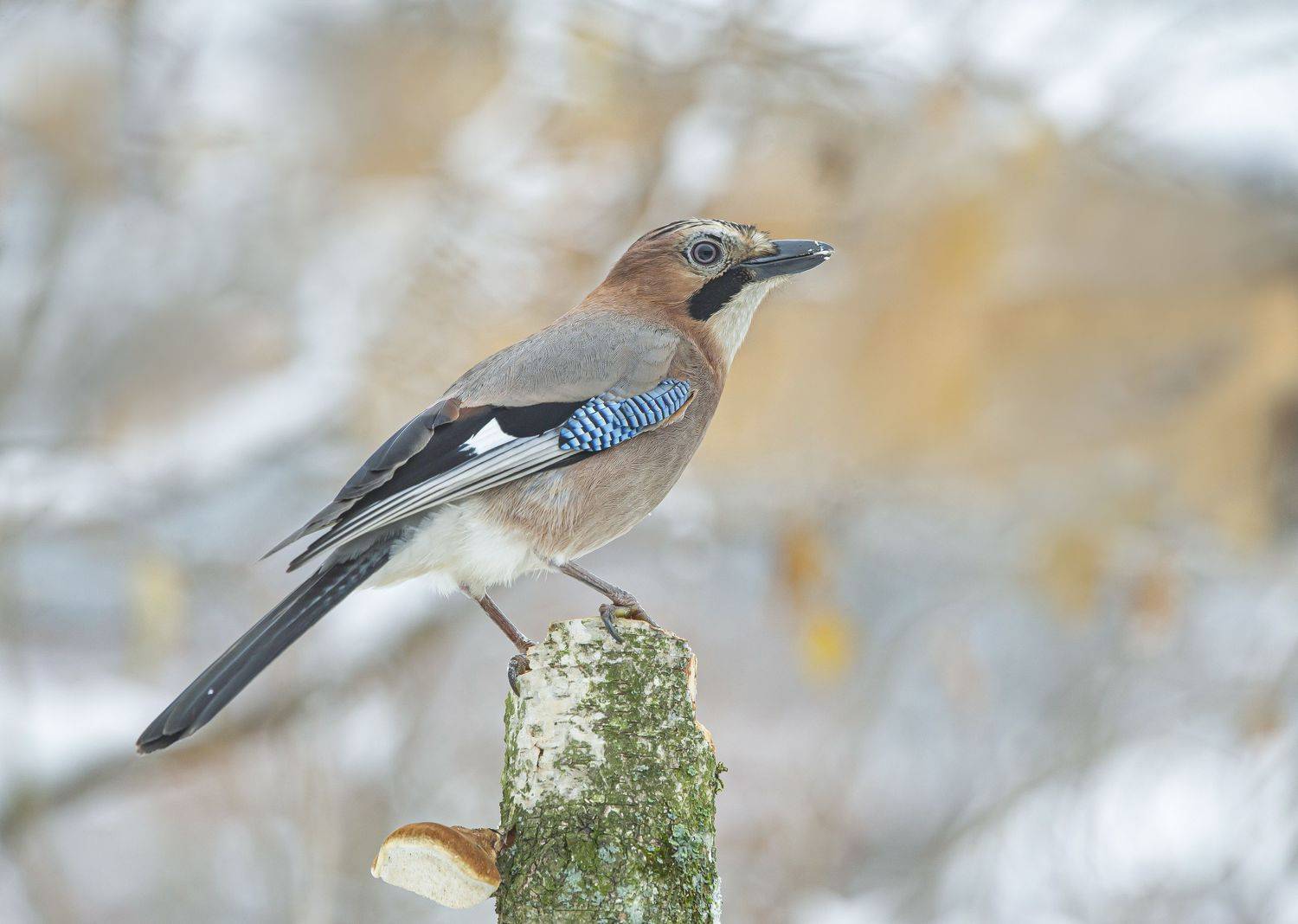 птицы,природа, осень, Андрей Киселёв