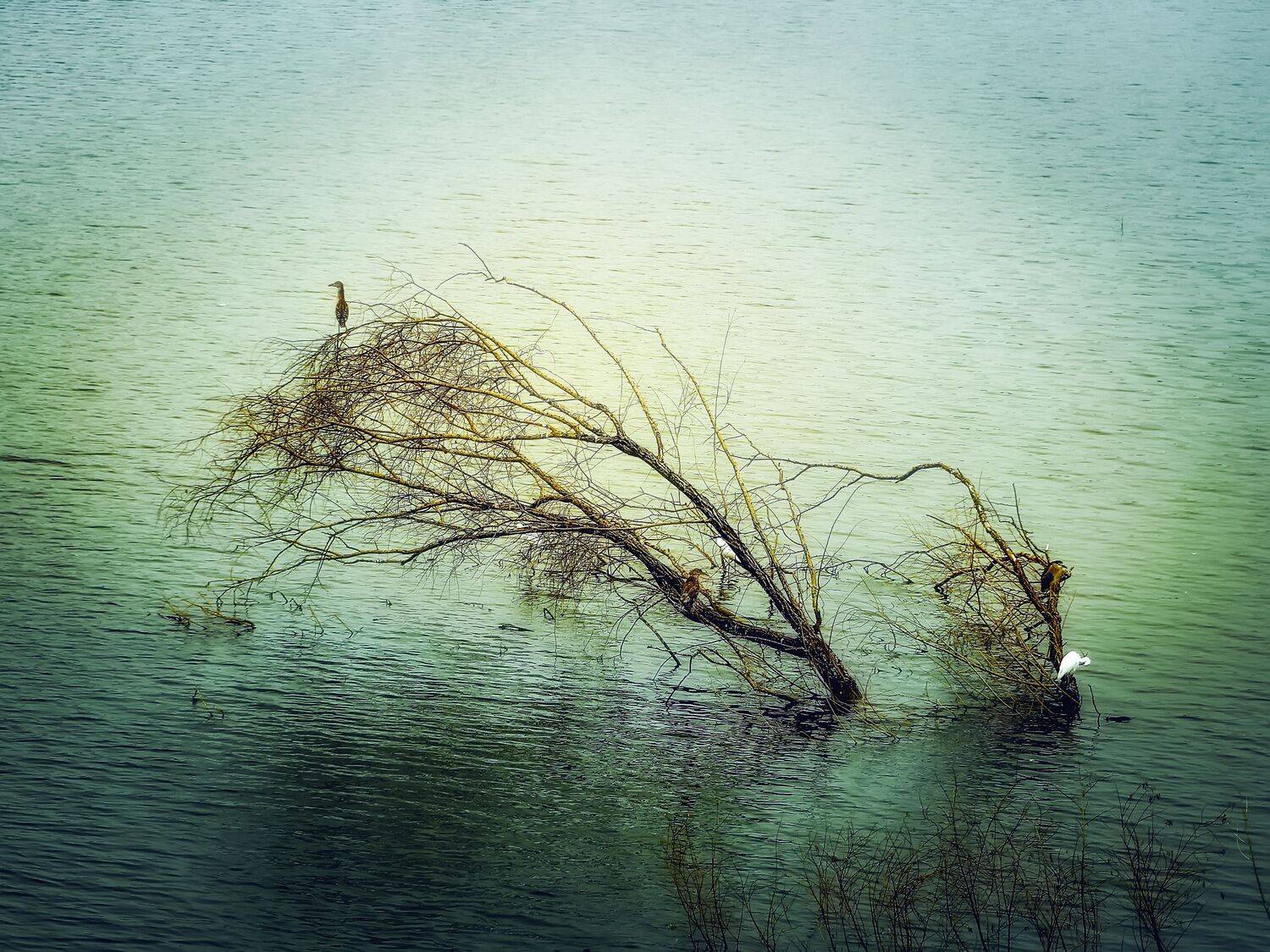 湿地小景  鸟与树, 吴 微雨墨烟鸿