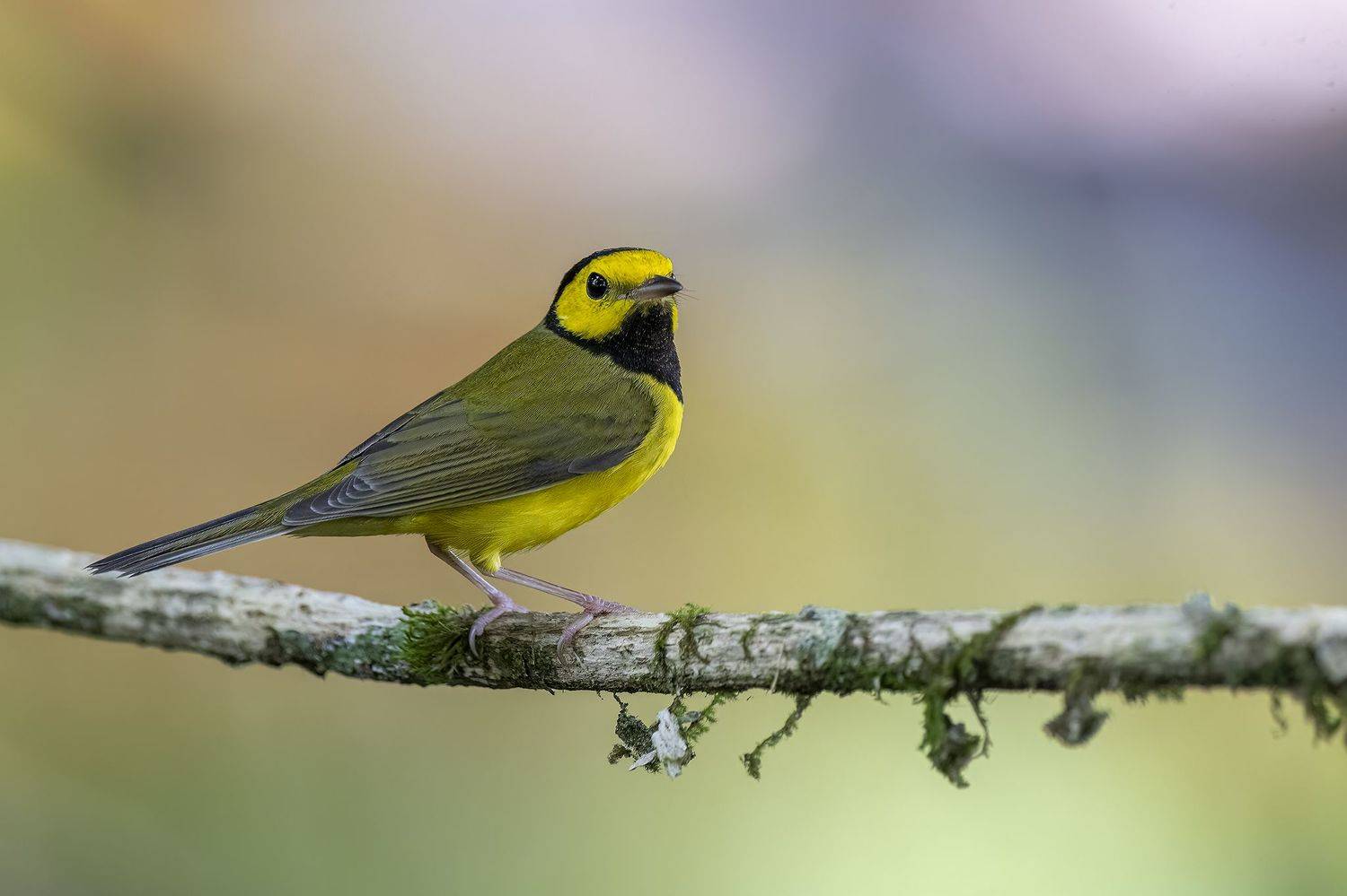 , Burgalin Sequeira Fernando