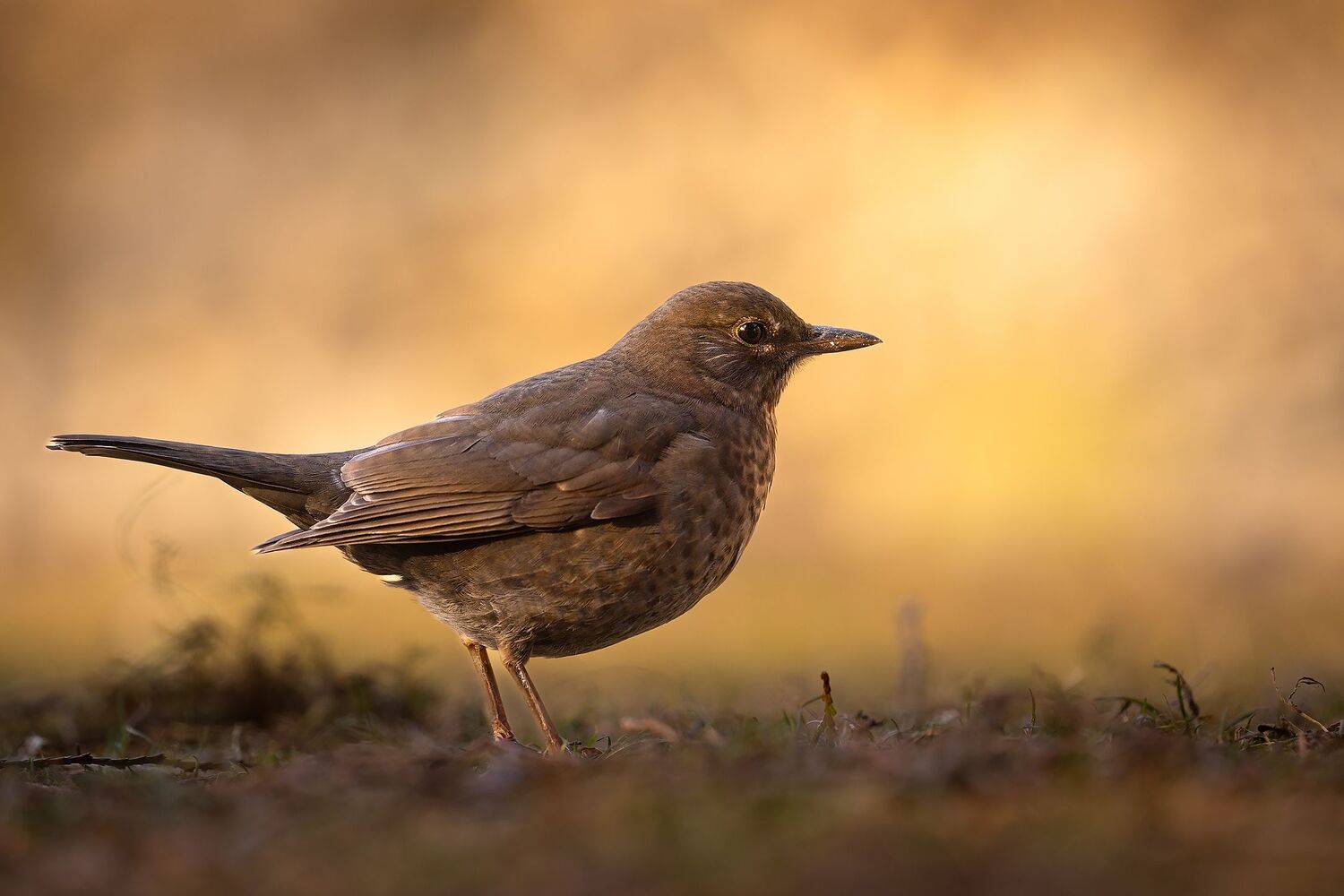 , Robert Adamec