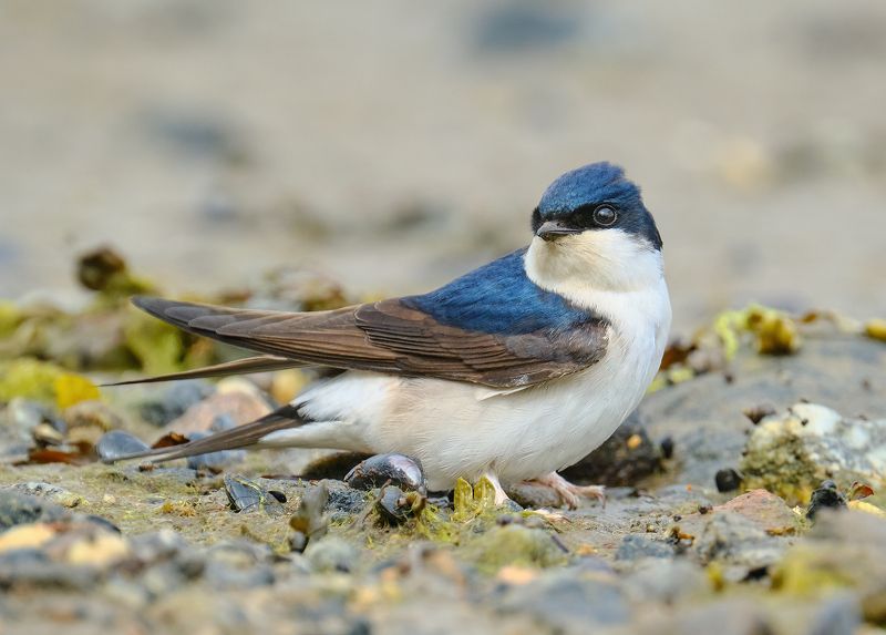 #bird #wildlife #nature #birdphotography Воронок, или городская ласточка фото превью