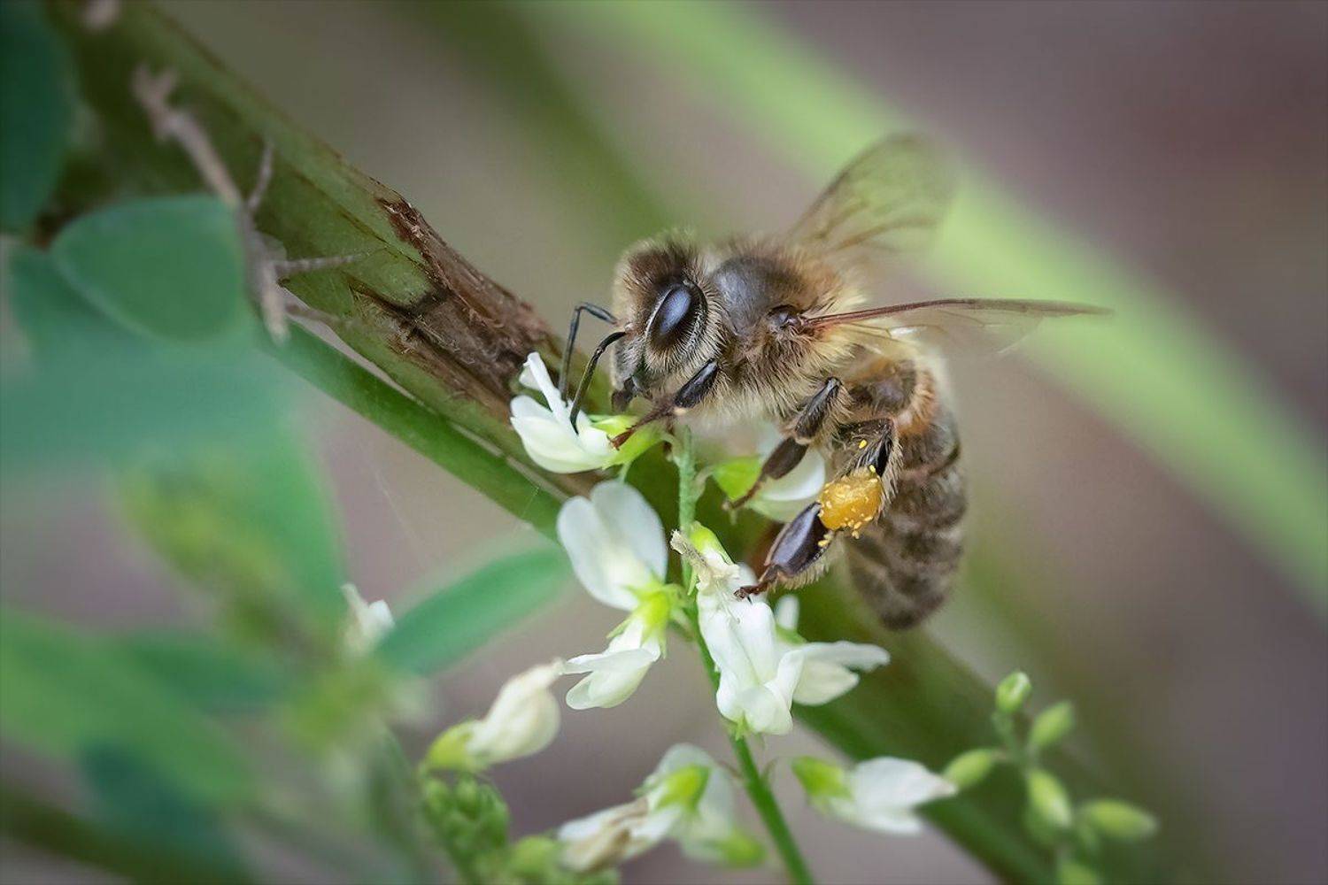 макро, пчела, макрофотография, macro, bee, Хилько Марина