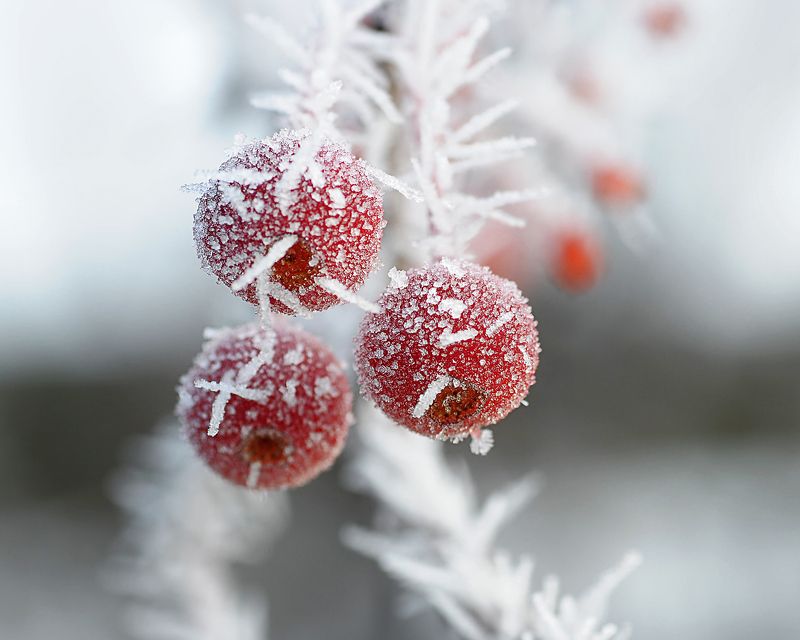 Мороз... фото превью