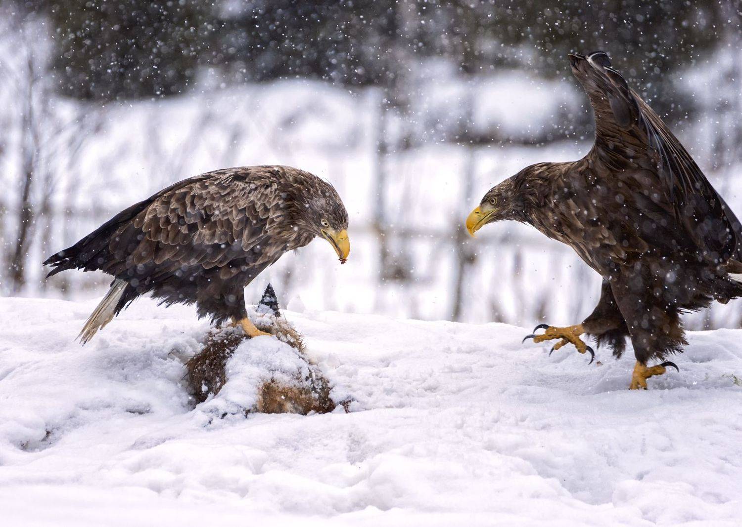 орланы, заповедник, зима., Анатолий Салтыков