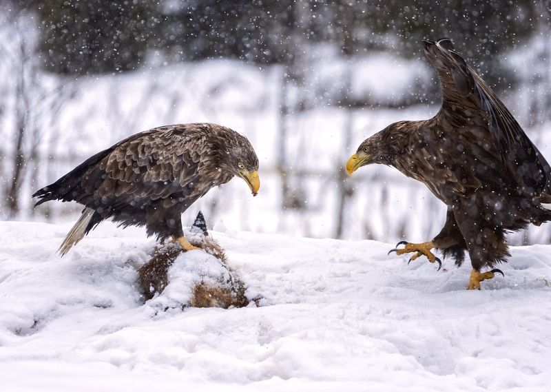 Делиться надо... фото превью