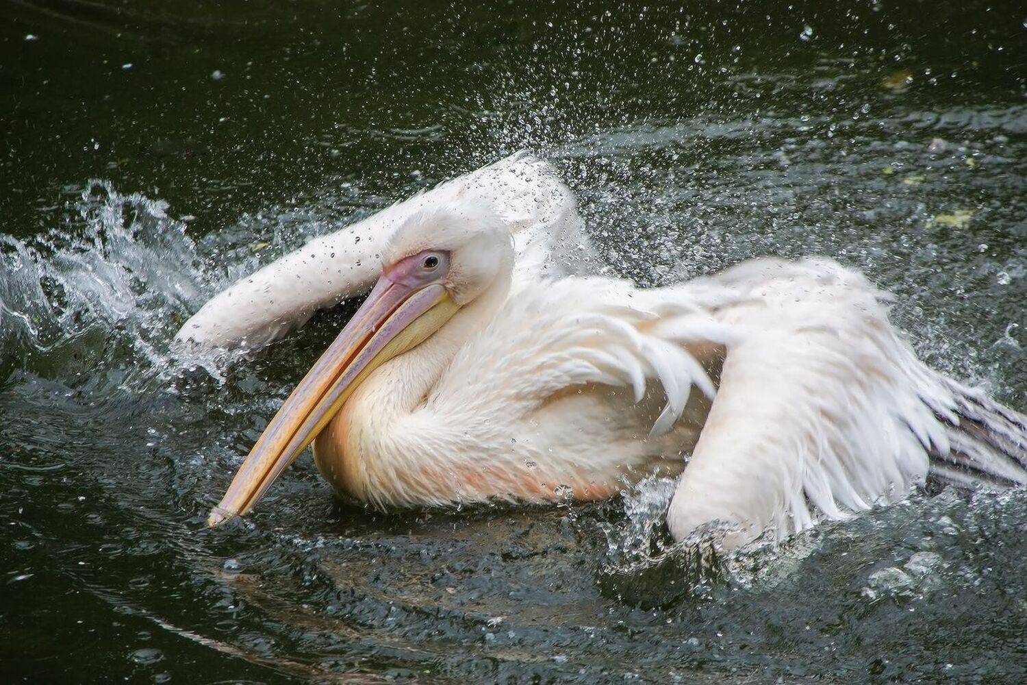 пеликан, КарОл