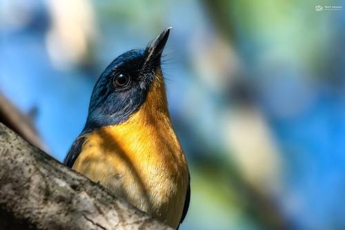 Tickell's Blue Flycatcher (Cyornis tickelliae)