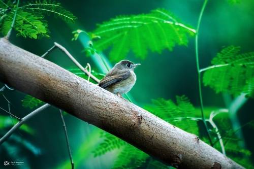 Brown-breasted Flycatcher (Muscicapa muttui)