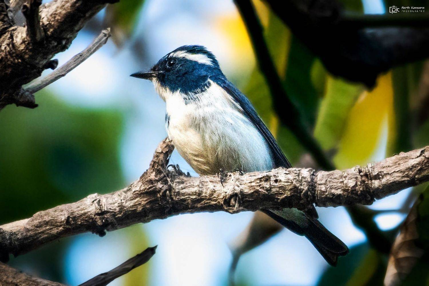 ultramarine flycatcher, ficedula superciliaris, grk, greater rann of kutch, nature, 35awards, 35photo, wildlife, birds, birds of india, parth kansara, parth kansara wildlife, indian wildlife, photo, photography, kutch, birds of kutch, nakhatrana, kutch wi, parth kansara