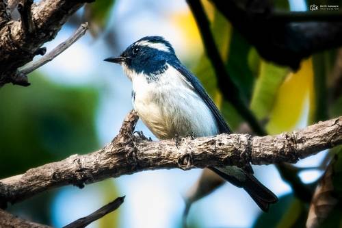 Ultramarine Flycatcher (Ficedula superciliaris)