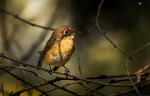 Red-breasted Flycatcher (Ficedula parva)