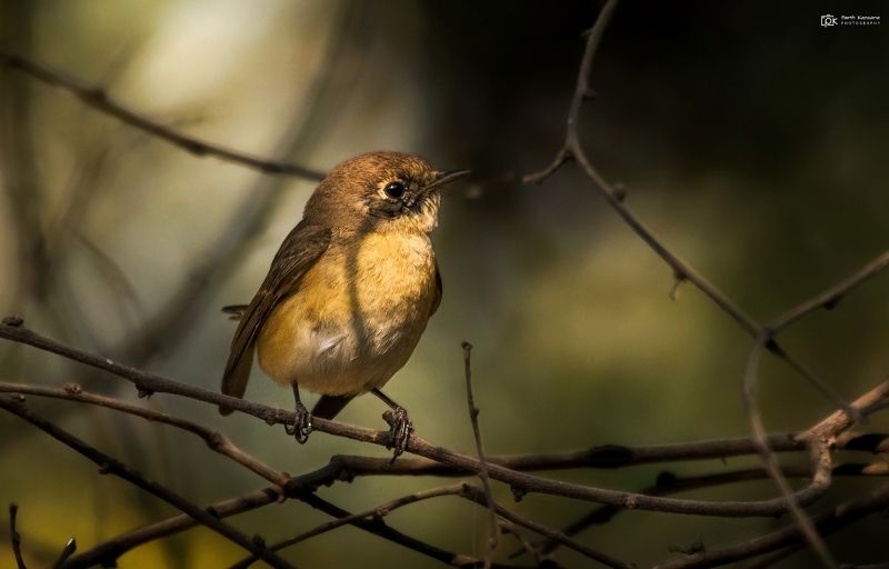 red-breasted flycatcher, ficedula parva, grk, greater rann of kutch, nature, 35awards, 35photo, wildlife, birds, birds of india, parth kansara, parth kansara wildlife, indian wildlife, photo, photography, kutch, birds of kutch, nakhatrana, kutch wildlife, Red-breasted Flycatcher (Ficedula parva) фото превью