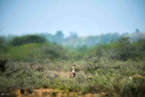 Great Indian Bustard (Ardeotis nigriceps)