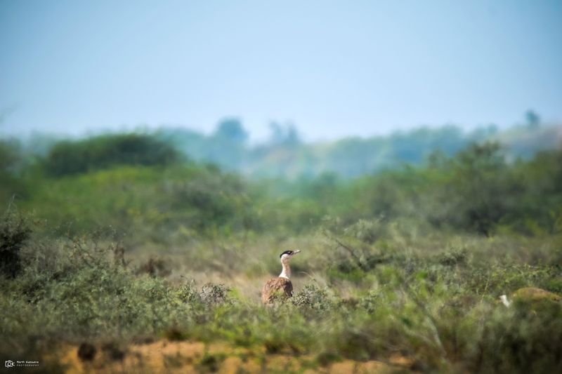 great indian bustard, ardeotis nigriceps, grk, greater rann of kutch, nature, 35awards, 35photo, wildlife, birds, birds of india, parth kansara, parth kansara wildlife, indian wildlife, photo, photography, kutch, birds of kutch, nakhatrana, kutch wildlife Great Indian Bustard (Ardeotis nigriceps) фото превью