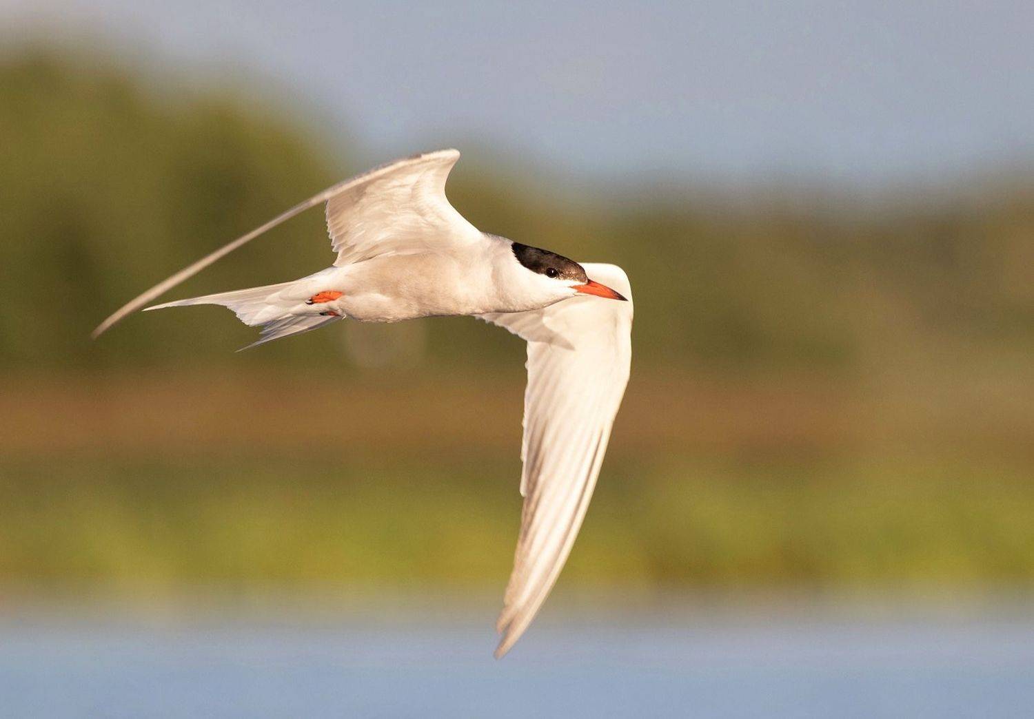крачка, птица, фотоохота ,речная крачка, полёт, birds, птицы, хотча, Павел Краснослободцев