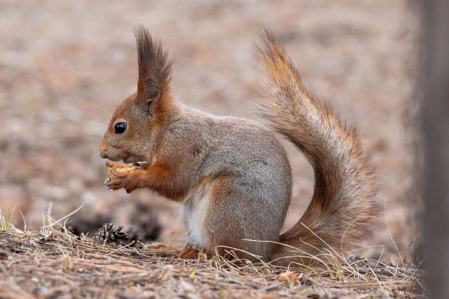 Sciurus vulgaris, volgograd, russia, cute, wildlife, , Сторчилов Павел