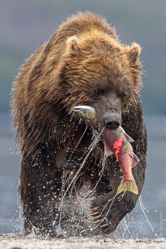 Икорный улов. фото превью