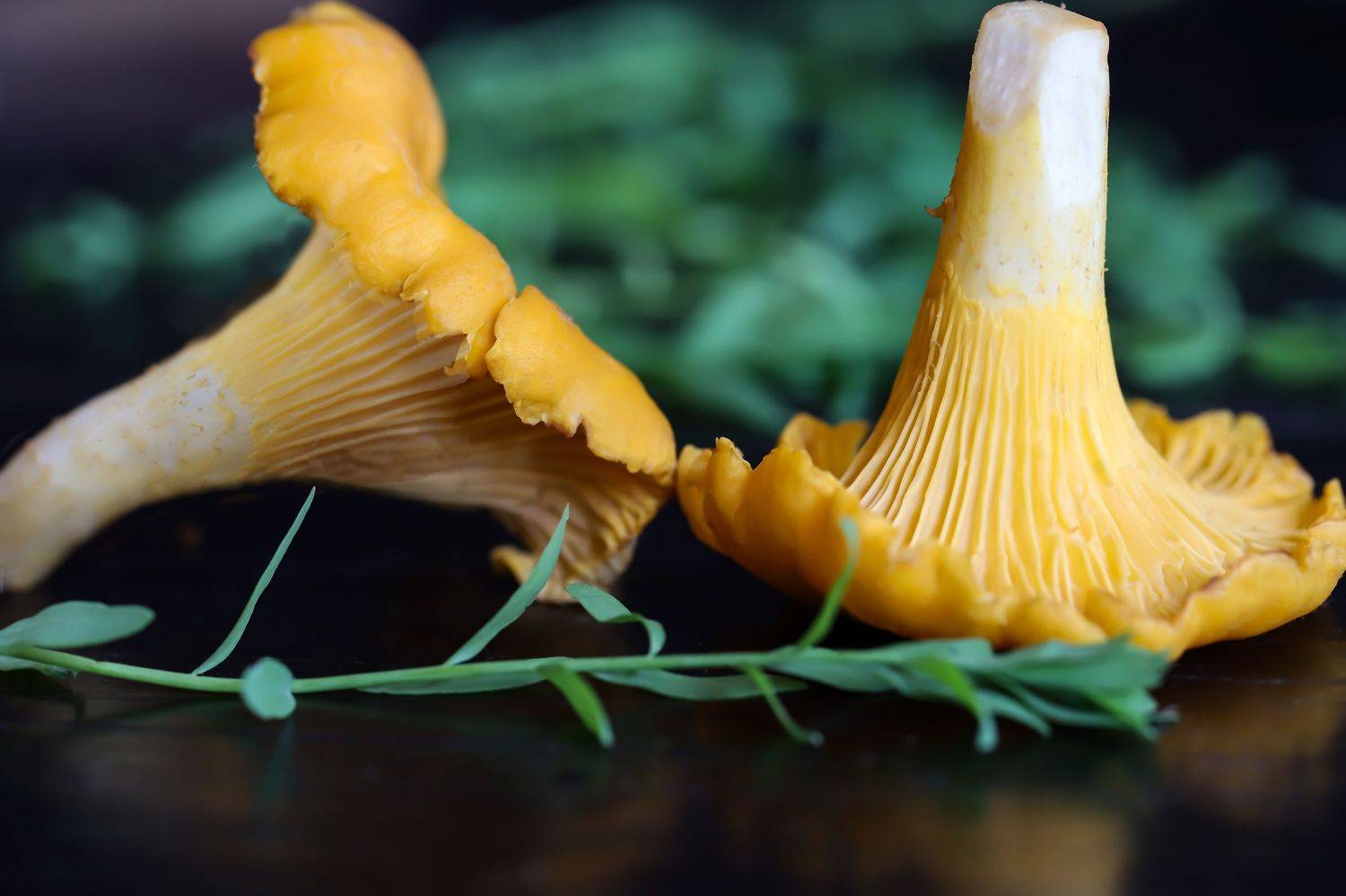 yellow mushrooms, forest, nature plants close-up, macro, DZINTRA REGINA JANSONE