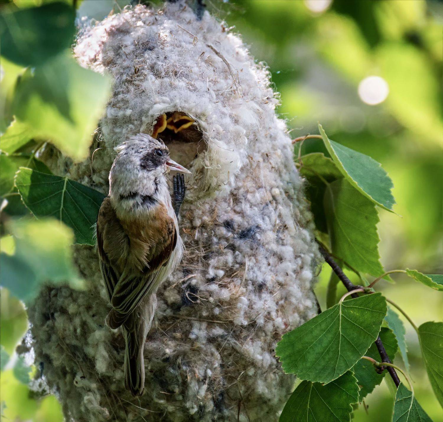 птица, ремез, гнездо, детки, птенцы, родители, любовь,, Марина Мочалова
