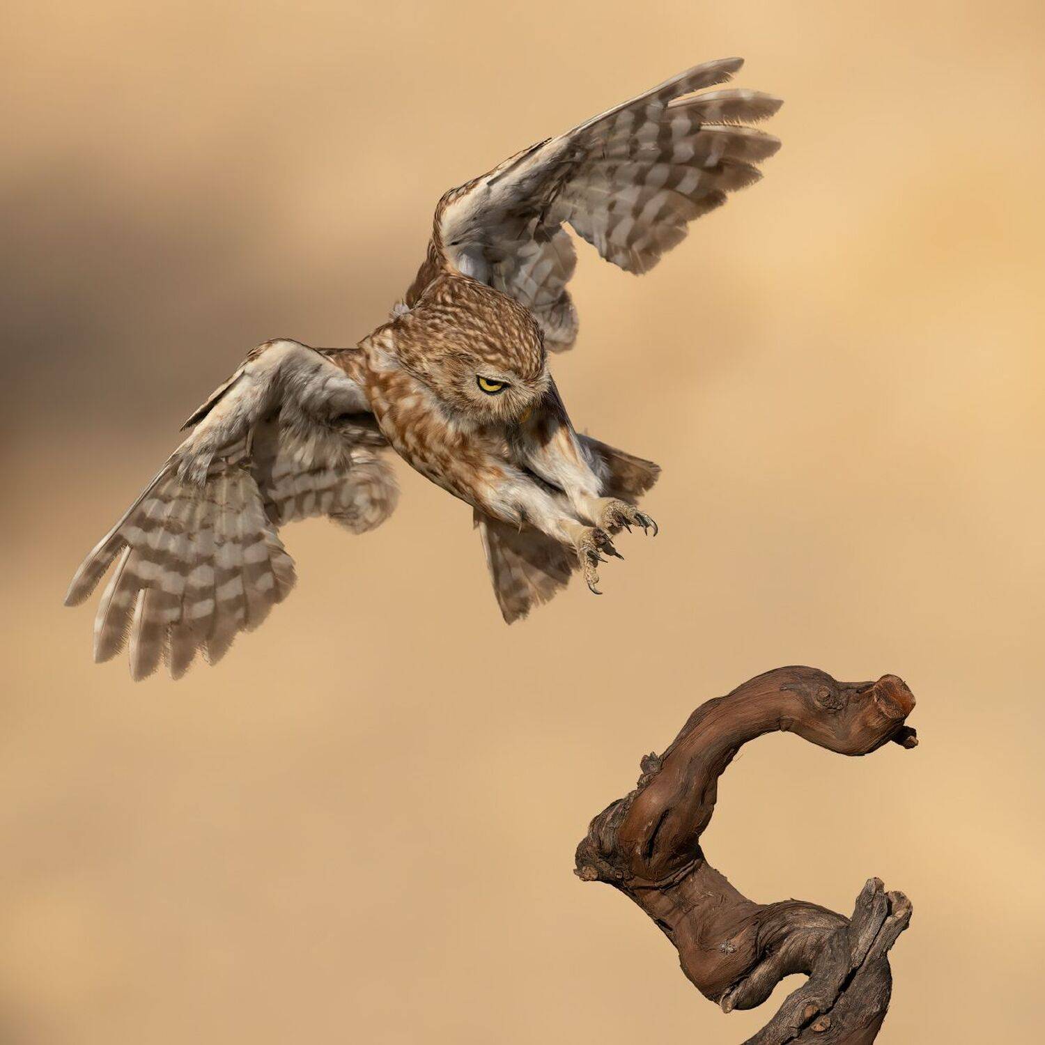 , Фруман Евгений