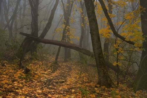 Осенняя тропа