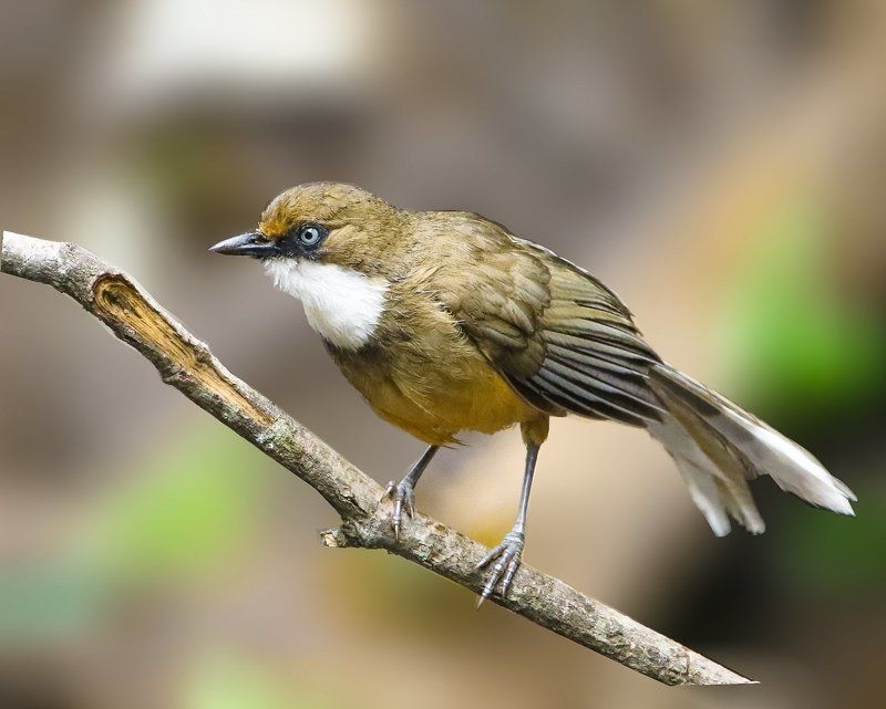 White Throated Laughing thrush фото превью
