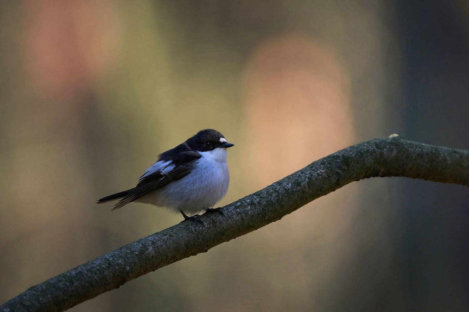 European pied flycatcher,pied flycatcher,flycatcher,мухоловка-пеструшка,черноголовая мухоловка,мухоловка,Ficedula hypoleuca,, Андрей Гуливанов