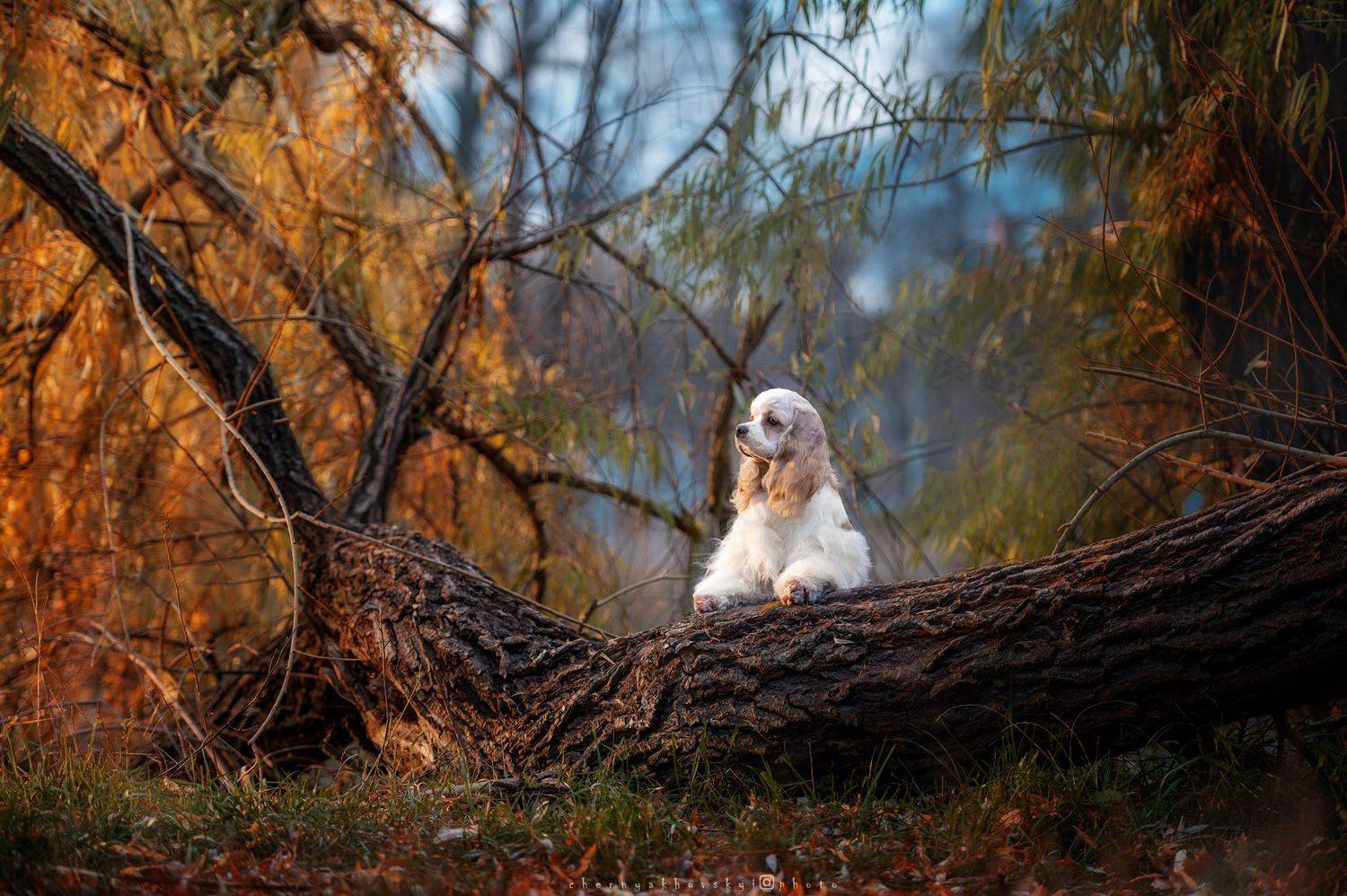 , Черняховский Виталий