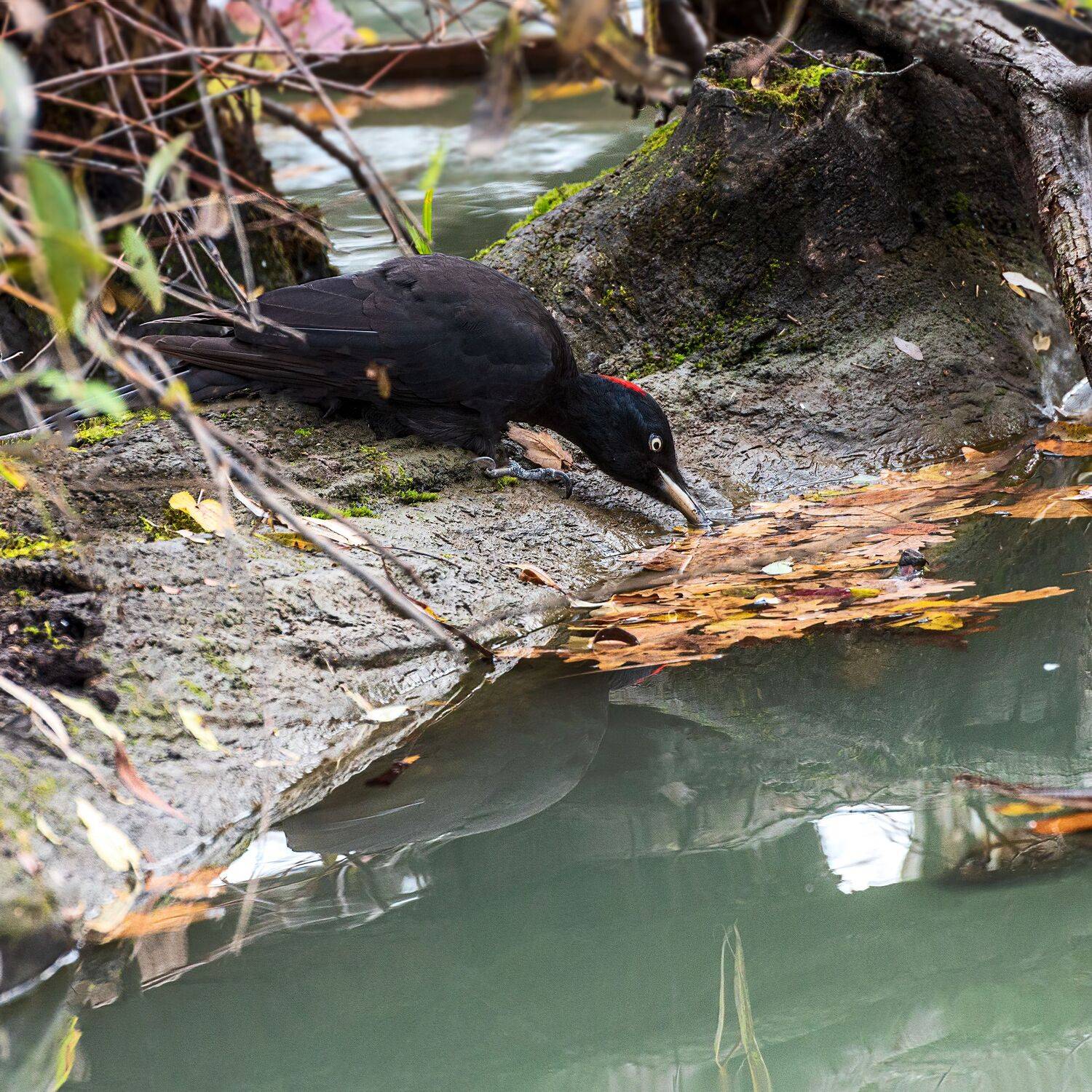 дела., Алексей Рыльский