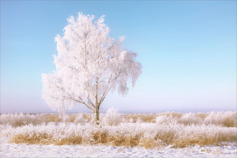 пейзаж, осень, снег, берёза, свет, цвет, александр никитинский Берёза белая подруга... фото превью