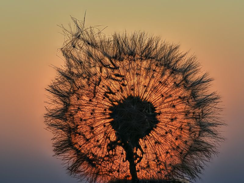 закат., одуванчик Одуванчиковый закат. фото превью