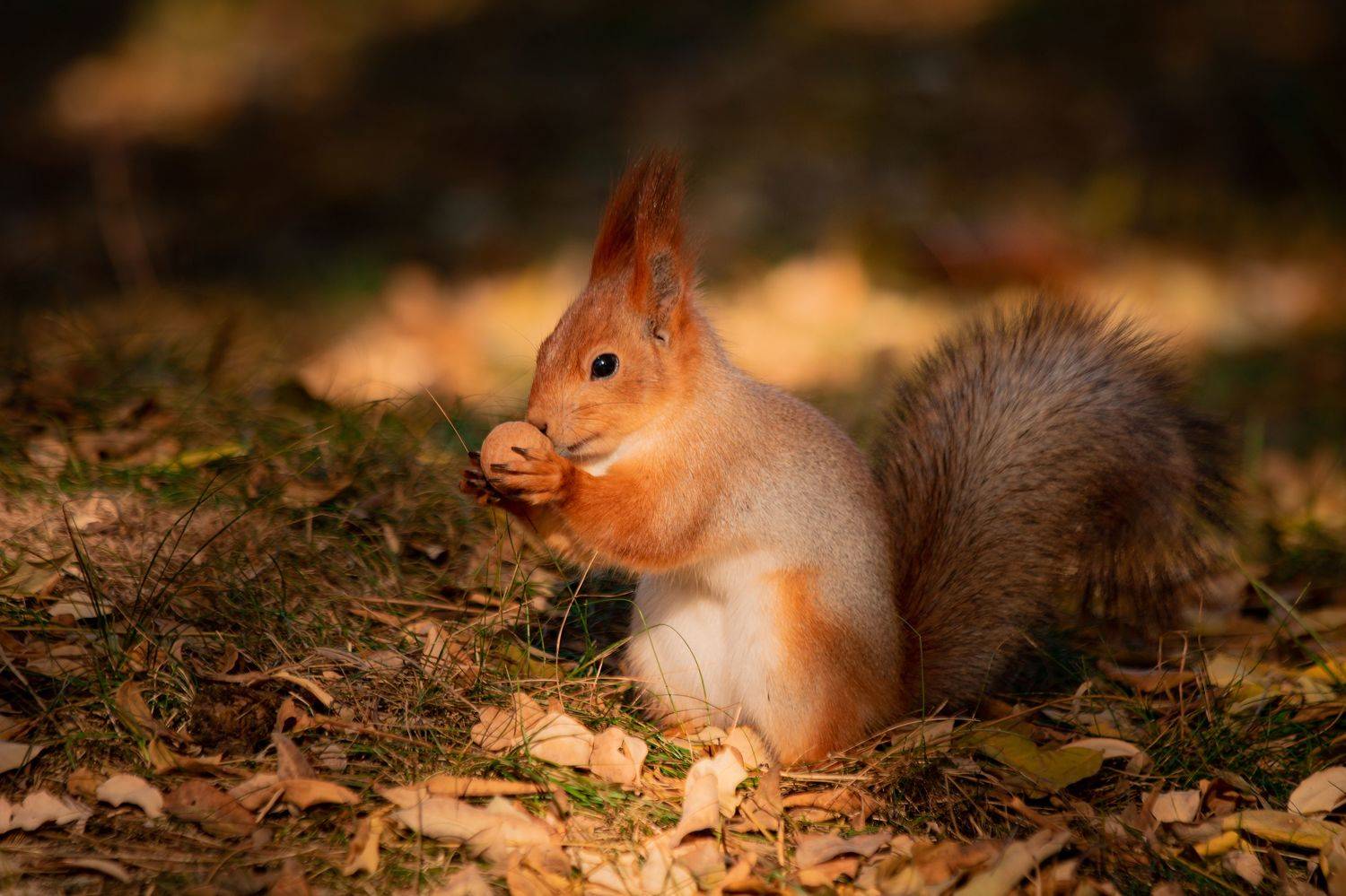 Белка, орех,природа,осень, Александр Замятин