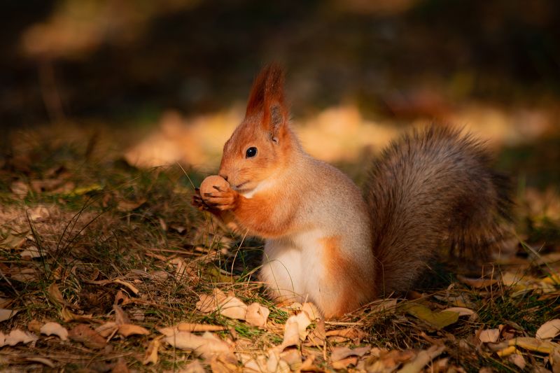 Орех фото превью