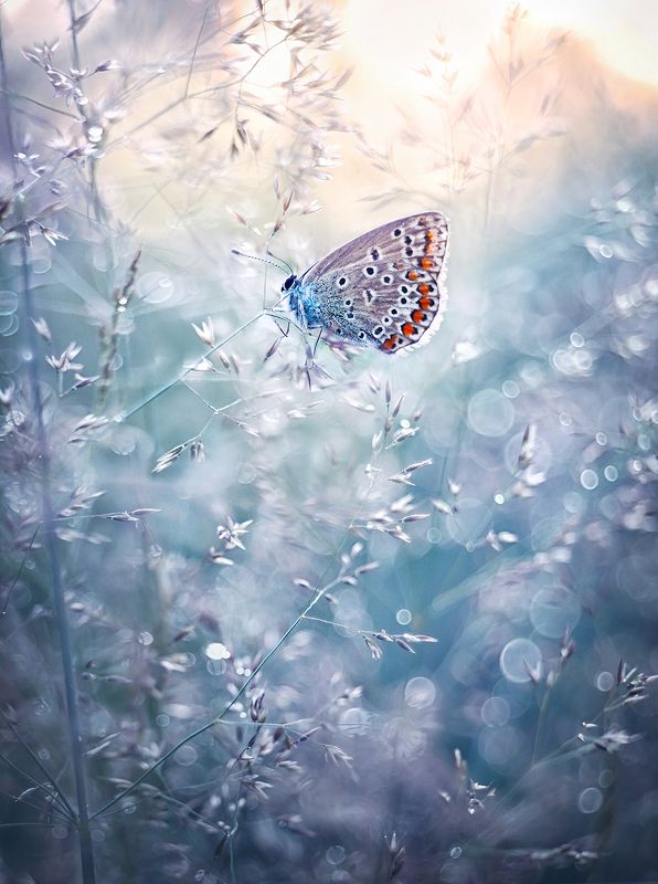 Painted veil фото превью