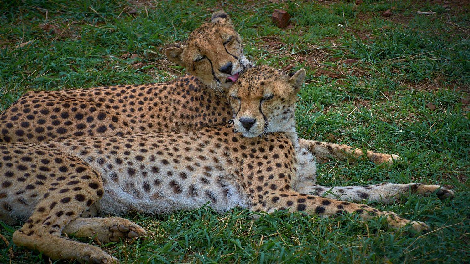 , Вячеслав Владимирович