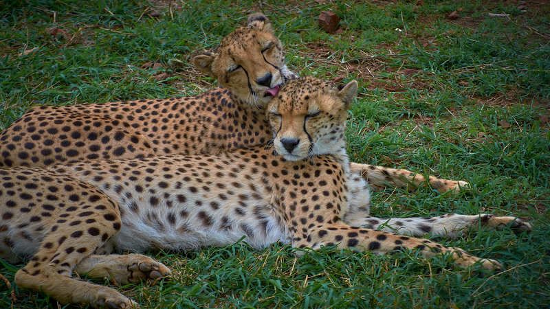 Гепарды (ЮАР) фото превью