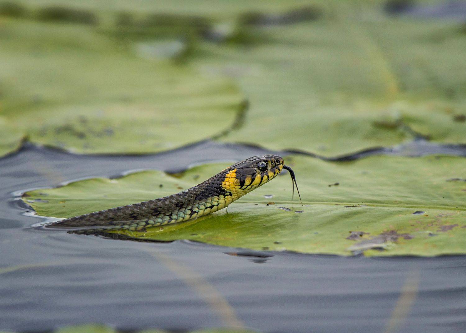 , Кулаков Юрий