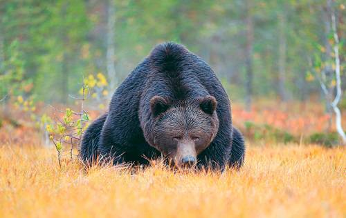 На старт, внимание ....