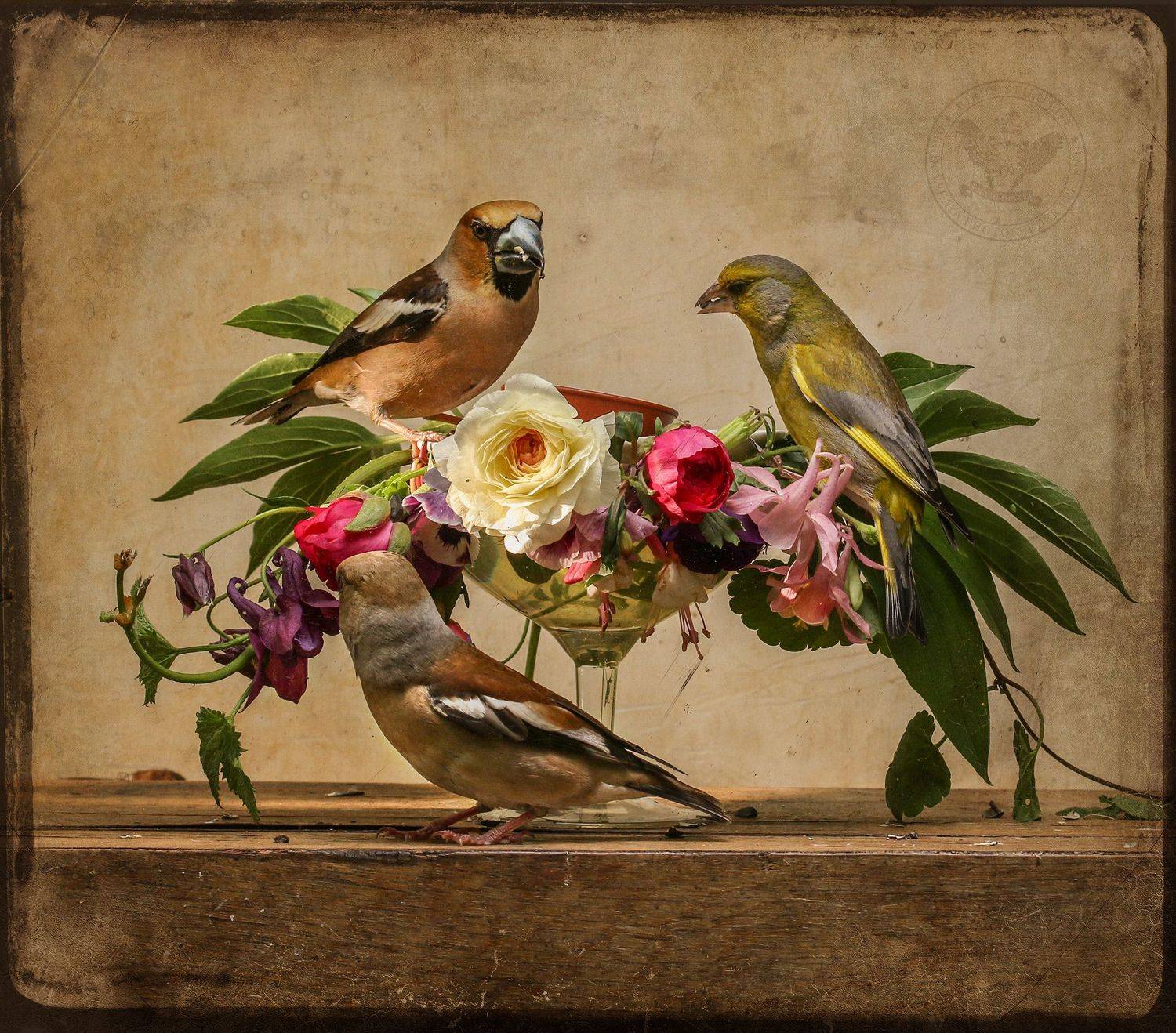 дубонос, зеленушка, Хромушин Олег