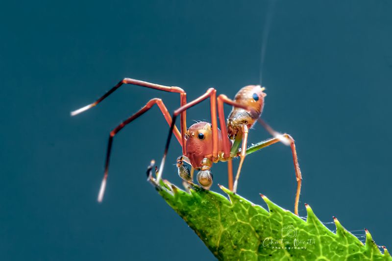 Amyciaea, spider, ant, small, animal, tropical, antennae, beautiful, forest, macro, orange, legs, long, eyes Amyciaea фото превью