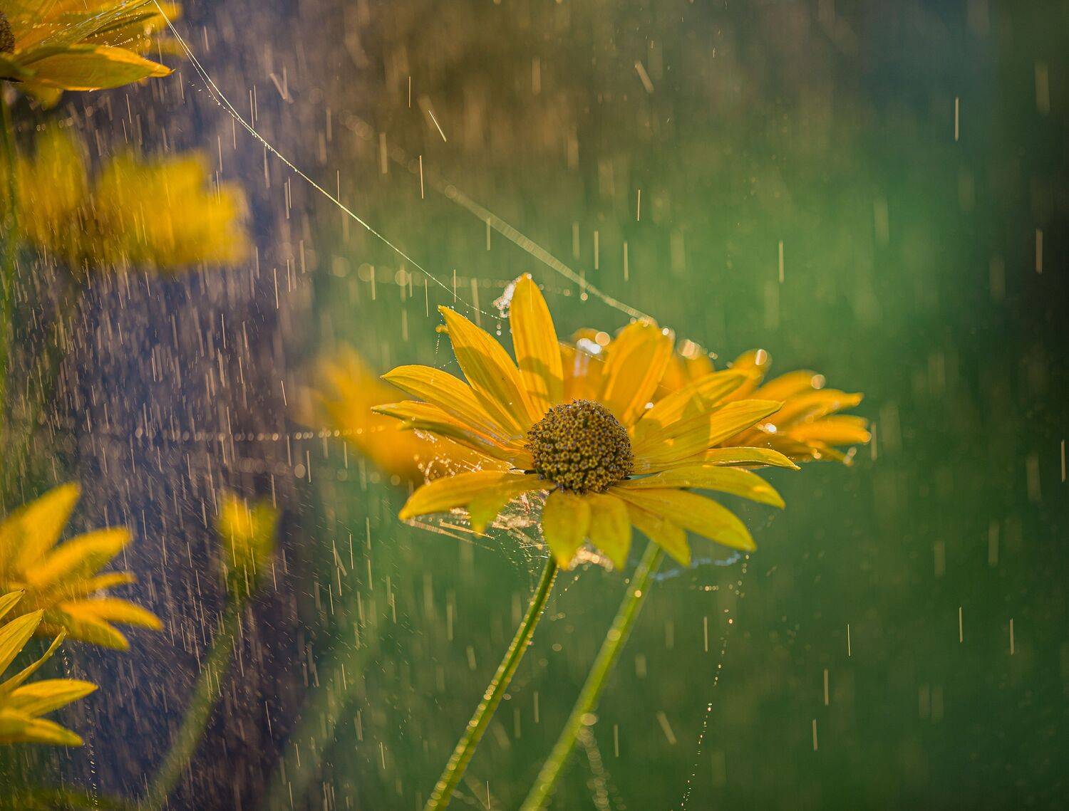 , Зеленько Дмитрий