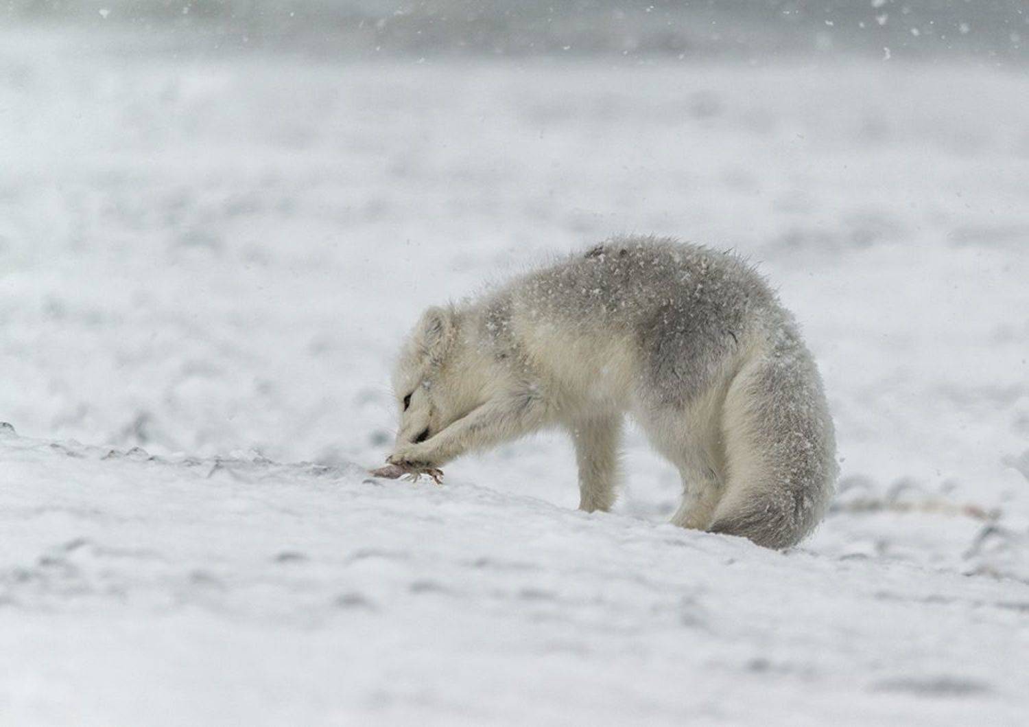 чукотка,арктика,север,зима,снег,песец белый,, Максим Деминов