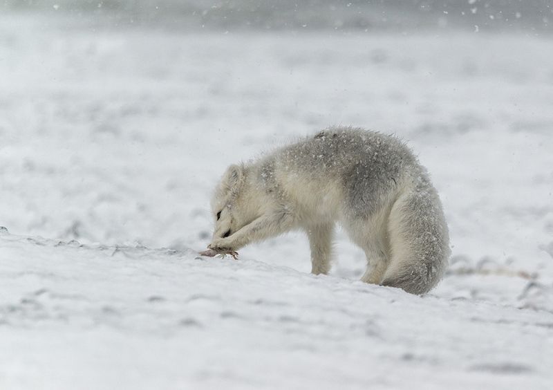 чукотка,арктика,север,зима,снег,песец белый, Морской клоп - такой вкусный! фото превью